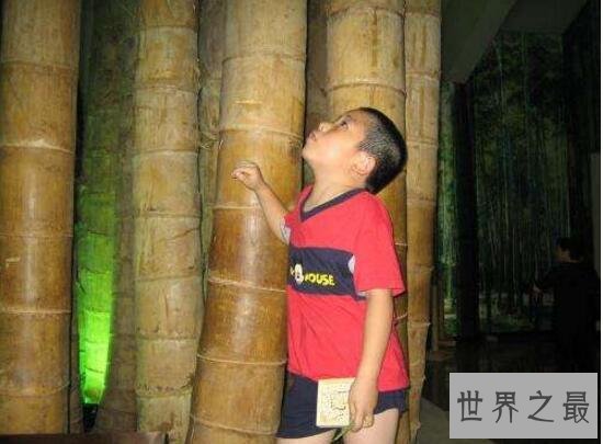 世界上最大的竹子巨龙竹,最高可达45米(15层楼)
