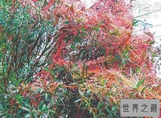 世界上最奇怪的树吸血树,能吸光你血(千万不要碰)