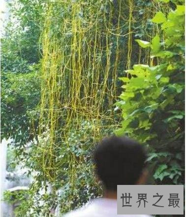 世界上最奇怪的树吸血树,能吸光你血(千万不要碰)