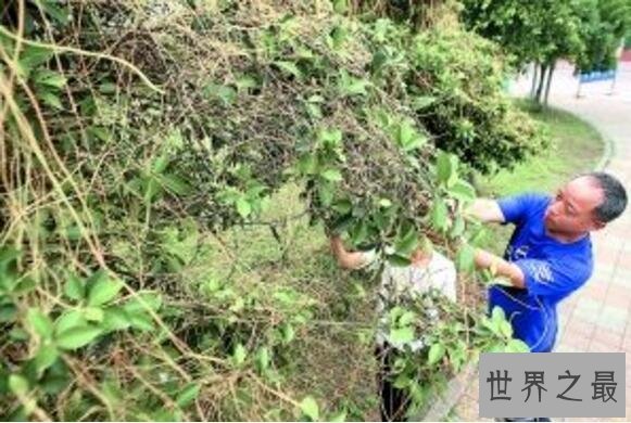 世界上最奇怪的树吸血树,能吸光你血(千万不要碰)