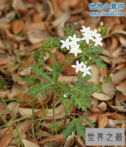 世界十大危险植物,坏女人花会渗出腐蚀性液体