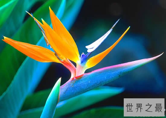 世界上最美的花,盘点十大最美丽的花