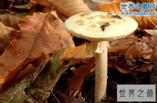 世界上最毒的蘑菇,死亡帽(0.03克即可致人死亡)