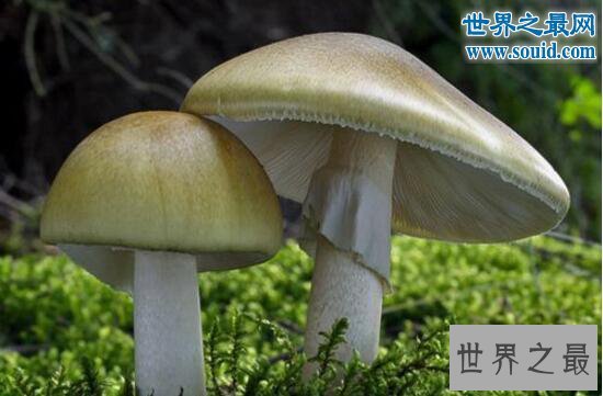 世界上最毒的蘑菇,死亡帽(0.03克即可致人死亡)