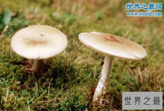 世界上最毒的蘑菇,死亡帽(0.03克即可致人死亡)