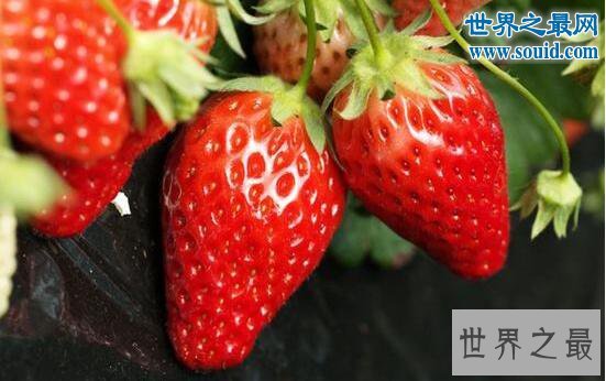 最脏的水果,草莓(有着20中农药残留)