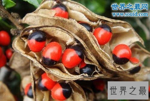 世界上毒性最强的植物,鸡母珠(一颗足以致命)
