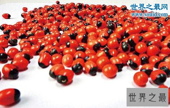 世界上毒性最强的植物,鸡母珠(一颗足以致命)