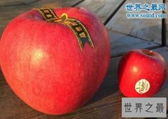 世界上最贵的苹果，日本世界一号苹果(228元1个)