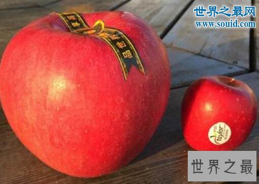 世界上最贵的苹果，日本世界一号苹果(228元1个)