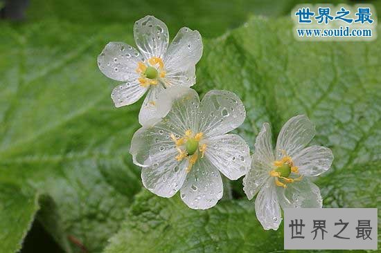 世界上会隐身的植物,山荷花(遇水隐身)