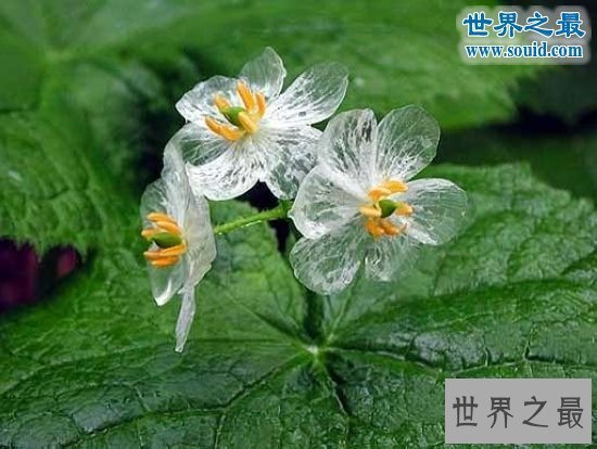 世界上会隐身的植物,山荷花(遇水隐身)