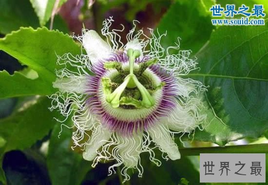 世界上最阴险的吃人植物,日轮花(与蜘蛛一起吃人)