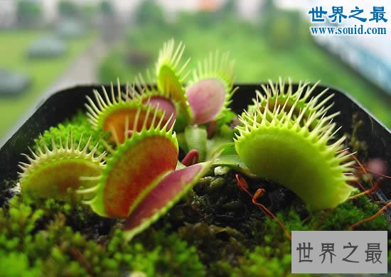 世界上最阴险的吃人植物,日轮花(与蜘蛛一起吃人)