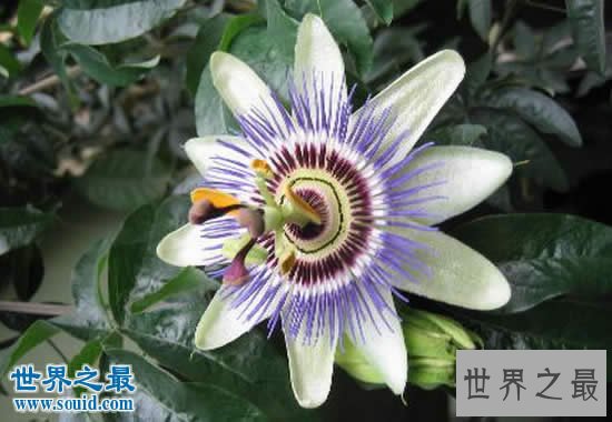 世界上最阴险的吃人植物,日轮花(与蜘蛛一起吃人)