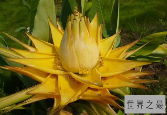 世界上花期最长的花,盘点10大全年开花的花