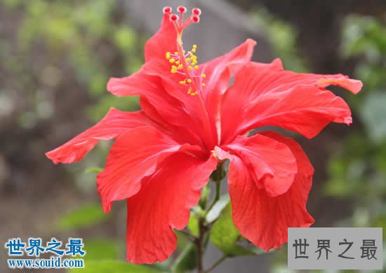 世界上花期最长的花,盘点10大全年开花的花