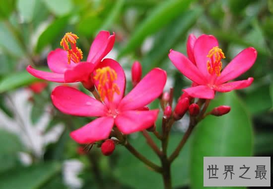 世界上花期最长的花,盘点10大全年开花的花