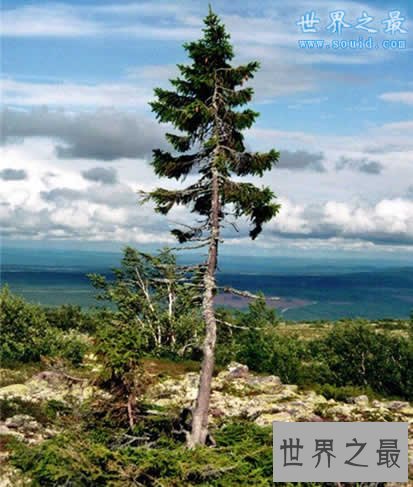 世界上最古老的树,接近1万年高龄(还很年轻)