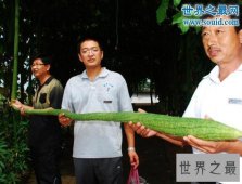 世界上最长的丝瓜，丝瓜成精巨长(长达4米)