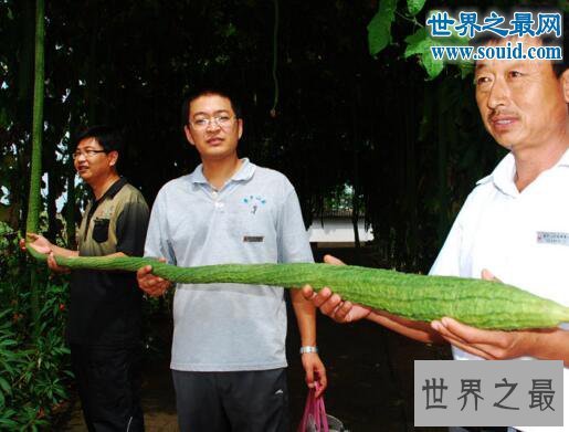世界上最长的丝瓜,丝瓜成精巨长(长达4米)