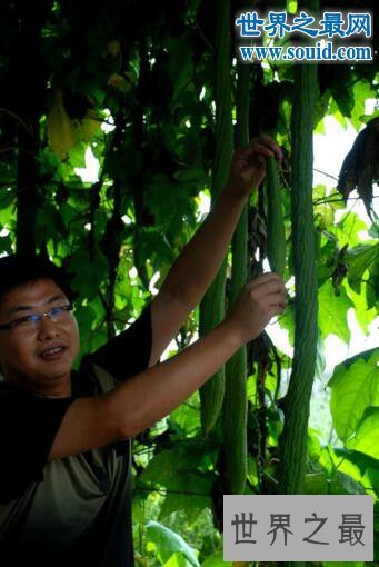 世界上最长的丝瓜,丝瓜成精巨长(长达4米)