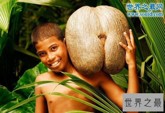世界上最大的种子，海椰子(长50厘米/重达40斤)