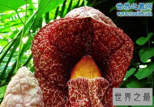 世界上最丑的花，巨花马兜铃(散发着死老鼠味)