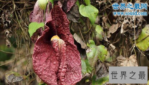 世界上最丑的花，巨花马兜铃(散发着死老鼠味)