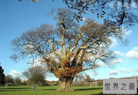 世界上最粗的树,百骑大栗树(直径17.5米)