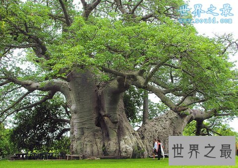 世界上最粗的树,百骑大栗树(直径17.5米)