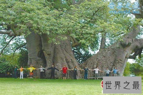 世界上最粗的树,百骑大栗树(直径17.5米)