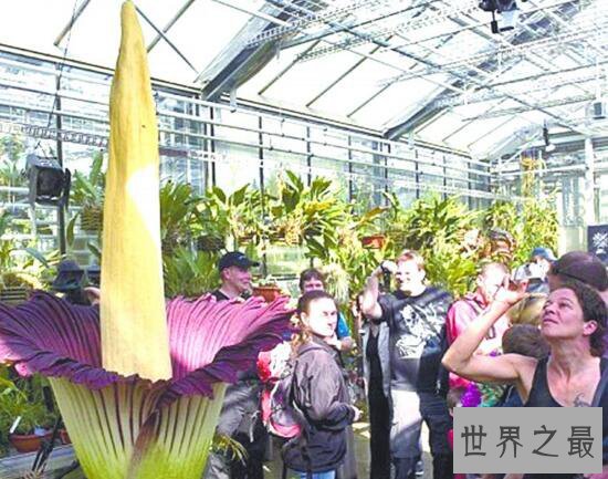 世界上最臭的花,尸臭花(尸体腐烂的味道)