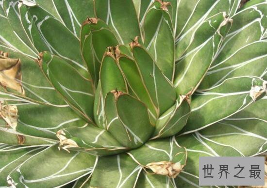 世界上最臭的花,尸臭花(尸体腐烂的味道)