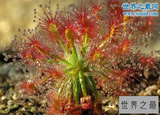 自然界十大食肉植物，猪笼草(美丽而残酷)