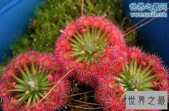 自然界十大食肉植物，猪笼草(美丽而残酷)