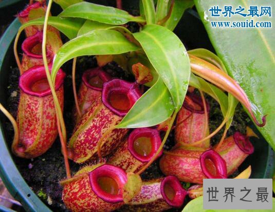 自然界十大食肉植物，猪笼草(美丽而残酷)
