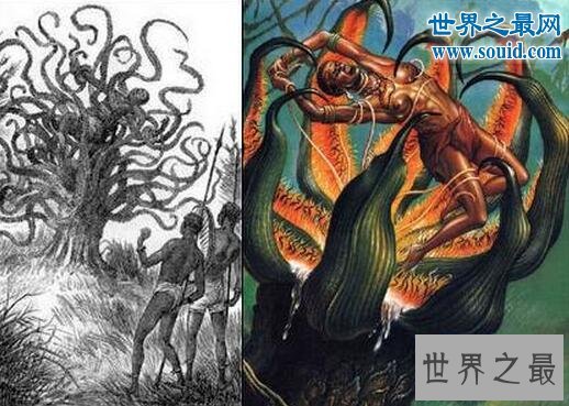 世界上最奇特的树,千年树妖龙血树(会流血)