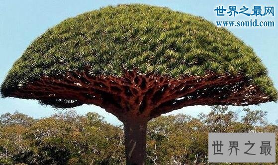 世界上最奇特的树,千年树妖龙血树(会流血)