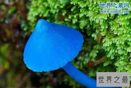 世界十大最奇怪的蘑菇,天蓝蘑菇颜色最鲜艳