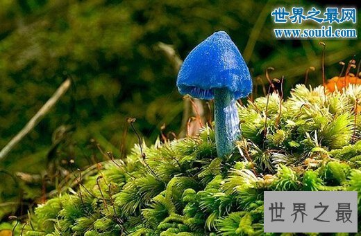 世界十大最奇怪的蘑菇,天蓝蘑菇颜色最鲜艳