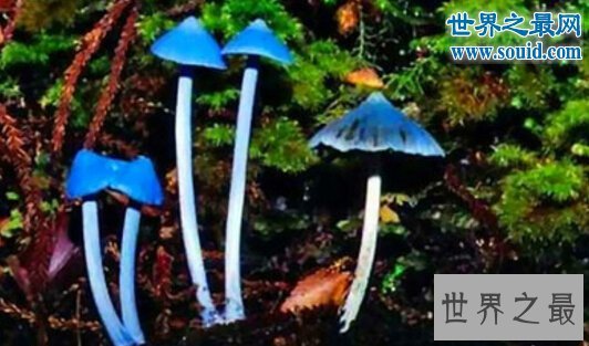 世界十大最奇怪的蘑菇,天蓝蘑菇颜色最鲜艳