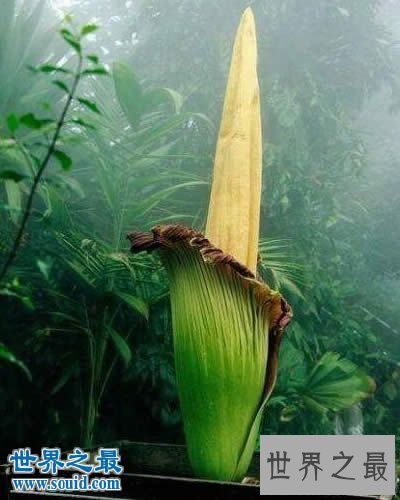 世界上最臭的花,尸香魔芋(腐烂尸体臭800米远)