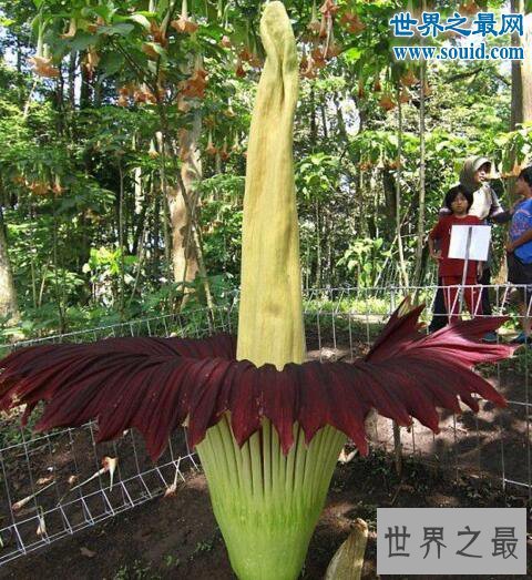 世界上最臭的花,尸香魔芋(腐烂尸体臭800米远)