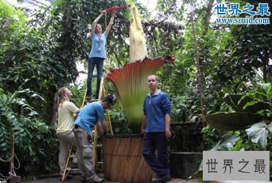 世界上最臭的花,尸香魔芋(腐烂尸体臭800米远)