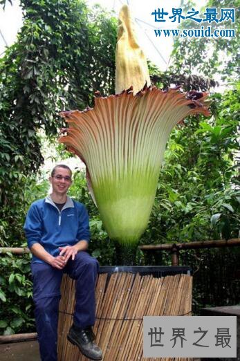 世界上最臭的花,尸香魔芋(腐烂尸体臭800米远)