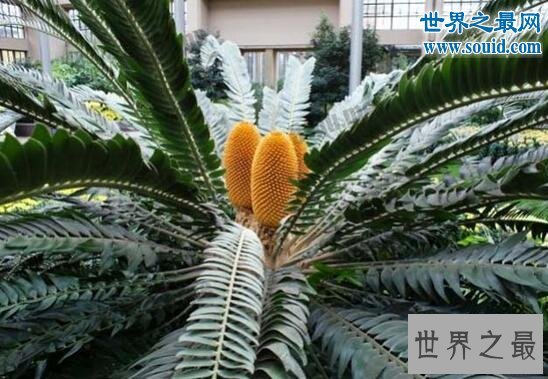 稀有植物大全,会随音乐起舞的跳舞草