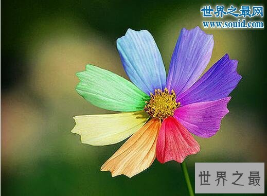 稀有植物大全,会随音乐起舞的跳舞草