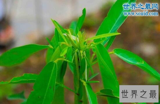 稀有植物大全,会随音乐起舞的跳舞草