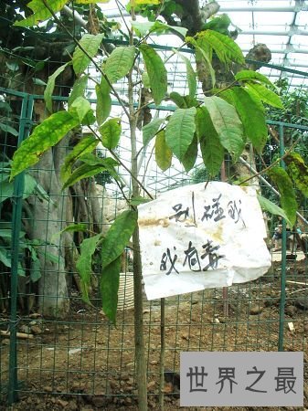 世界上最奇特的植物，一旦碰到此植物必死无疑